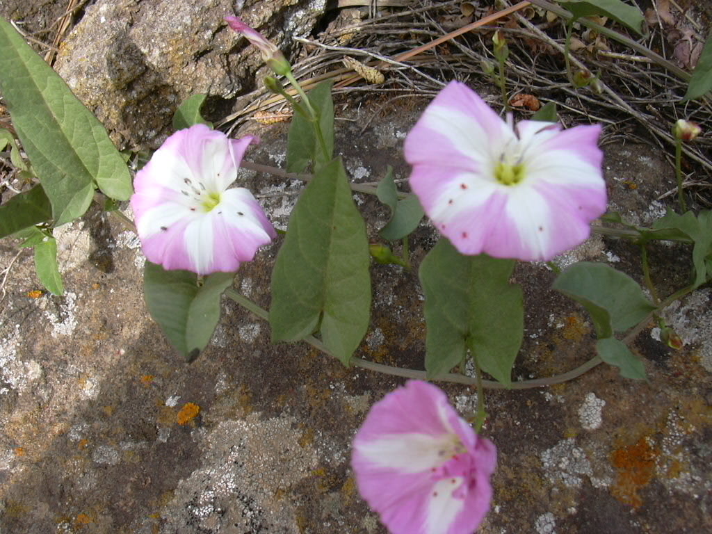 Flora pantesca